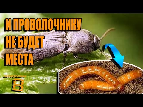 КАК БОРОТЬСЯ С ЖУКОМ-ЩЕЛКУНОМ (ПРОВОЛОЧНИК)? САД (ОГОРОД) И ТЕПЛИЦА