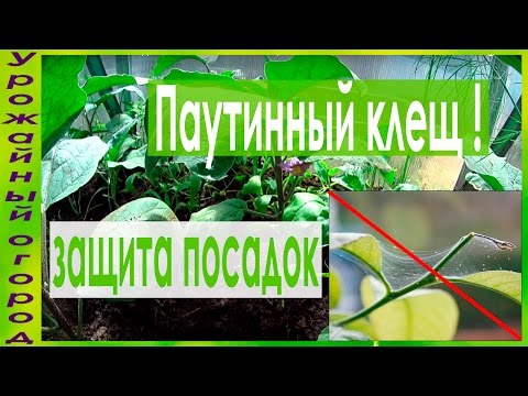 СУПЕР ПРОСТЫЕ СРЕДСТВА ОТ ПАУТИННОГО КЛЕЩА!!!!