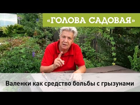 Голова садовая - Валенки как средство борьбы с грызунами