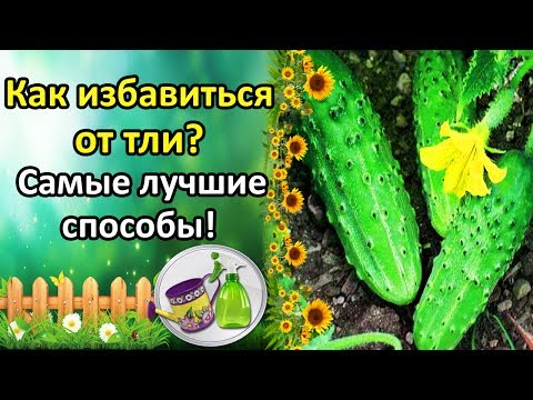 ТЛЯ НА ОГУРЦАХ НЕ ПРИГОВОР! ЛУЧШИЕ СРЕДСТВА И СПОСОБЫ БОРЬБЫ!