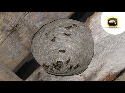What happens if you open a HORNET&#039;S NEST???