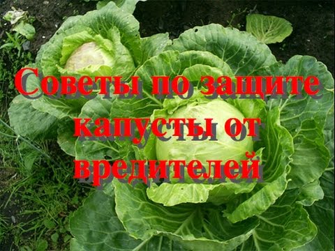 Самый легкий способ защиты капусты от вредителей: бабочка капустница