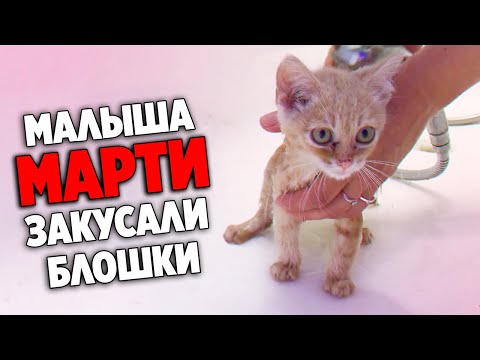 Спасение рыжего котенка от блох. Котенок ищет дом / SANI vlog