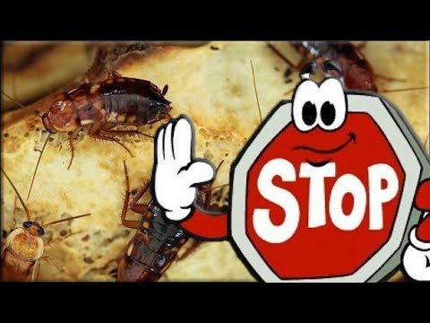 Как избавиться от тараканов в домашних условиях НАВСЕГДА