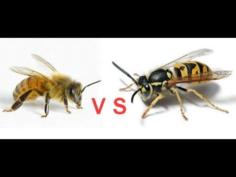 оса против пчел wasp vs bees