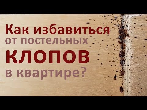 Как избавиться от постельных клопов в квартире?