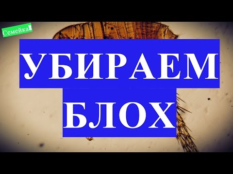 КАК избавиться ОТ БЛОХ в доме. Блохи в квартире. Самостоятельно. Земляные. У собаки. Кота. Котенка