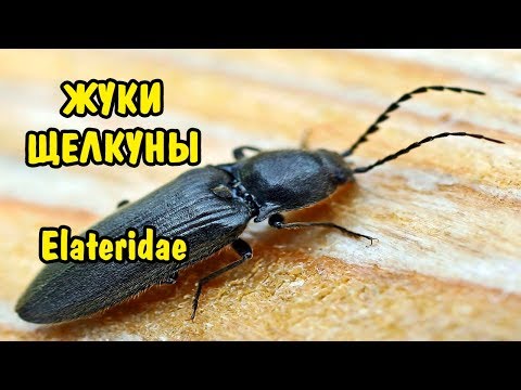 ЖУК-ЩЕЛКУН. Elateridae