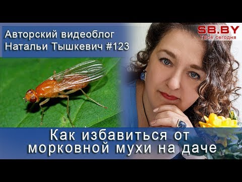 Как избавиться от морковной мухи на даче