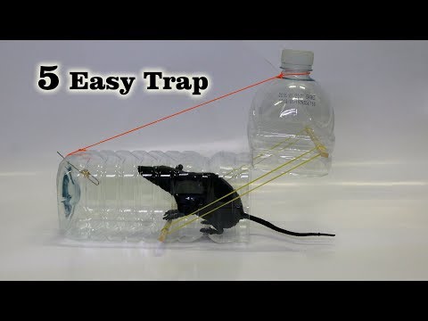 5 Easy Mouse/Rat Trap
