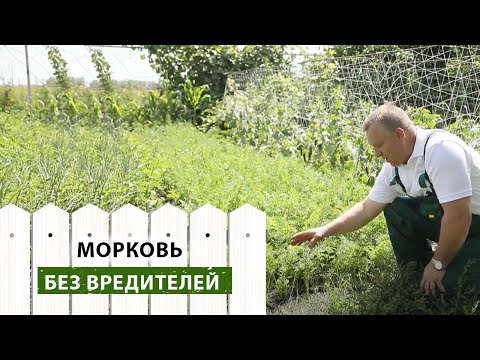 Как защитить морковь от почвенных вредителей и болезней своими руками