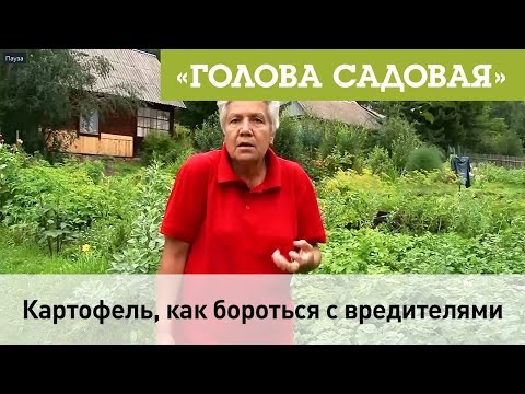 Голова садовая - Картофель, как бороться с вредителями