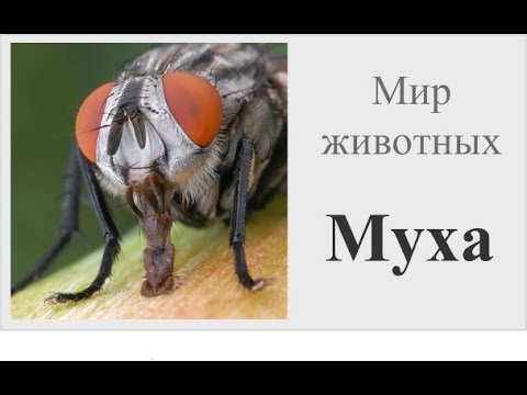 Муха