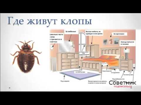 Признаки заражения постельными клопами, где искать и как уничтожить