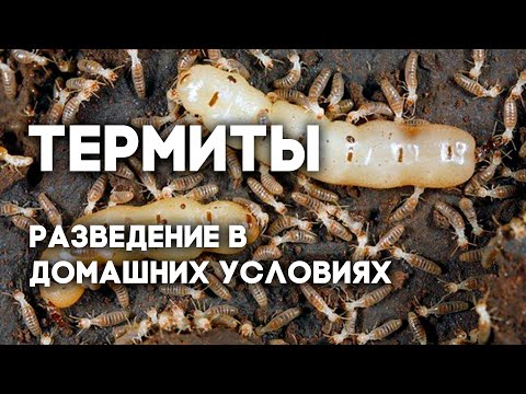 Возможно ли содержать термитов как домашних животных? Coptotermes formosanus - китайский термит.