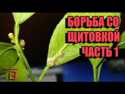 Борьба со щитовкой (вредители комнатных растений). Часть 1