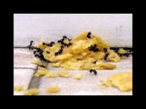 Как избавиться от муравьев домашними средствами