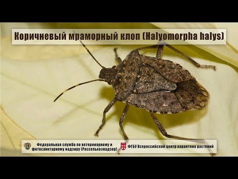 Коричневый мраморный клоп (Halyomorpha halys)