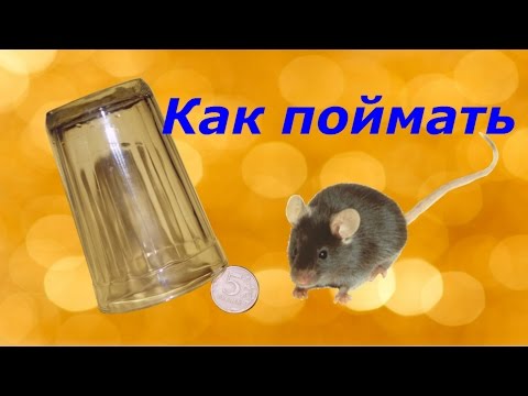 Как поймать мышь. Самый простой способ!!