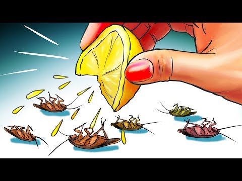 12 натуральных способов навсегда избавиться от тараканов