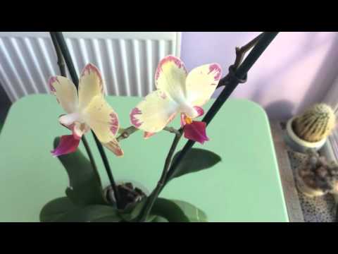 Ногохвостки в субстрате с орхидеей. Способы борьбы (часть 1)
