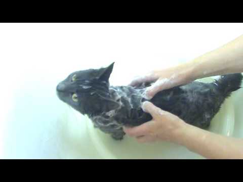 Купаем кошку дегтярным мылом.