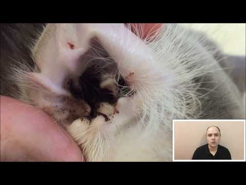 Как выглядит ушной клещ у кота, кошки отодектоз симптомы видео