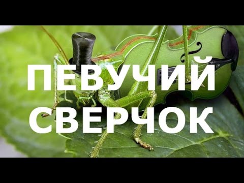 ГЛАВНЫЙ МУЗЫКАНТ - ПЕВУЧИЙ СВЕРЧОК !!!