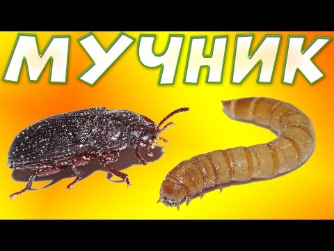 Мучной червь - ферма для выращивания дома