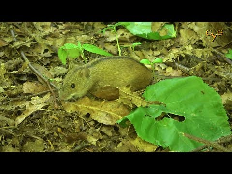 Полевая мышь, Striped field mouse (Apodemus agrarius)