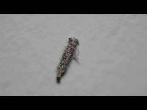 Moth larvae / Личинка моли