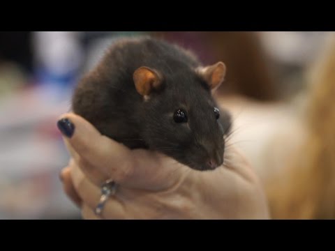 «Усатые Звезды» XV – выставка декоративных крыс и других домашних животных