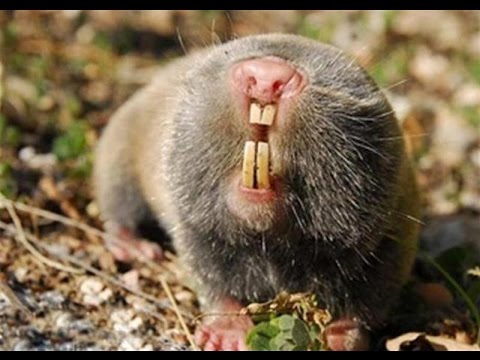 Слепыш-необычное животное.Mole-rat - quite strange animal
