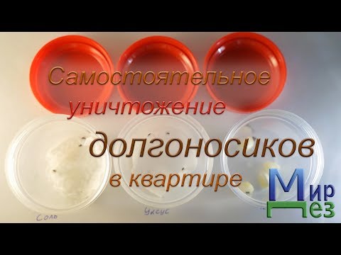 Самостоятельное уничтожение долгоносиков в квартире