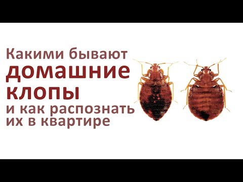 Какими бывают домашние клопы и как их распознать в квартире?