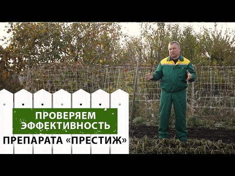 Проверка эффективности препарата &quot;Престиж&quot; против колорадского жука