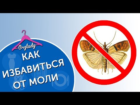 Как избавиться от пищевой моли на кухне. Методы борьбы с молью.