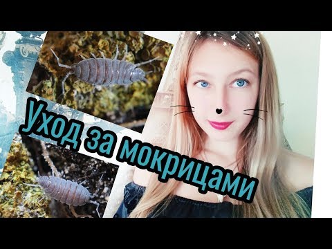 Новые питомцы! Уход за мокрицами