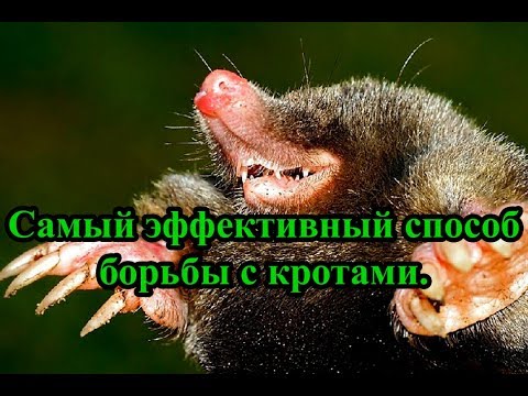 Самый эффективный способ борьбы с кротами.