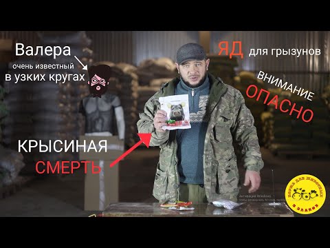 Как бороться с грызунами. ЯД для мышей и крыс.