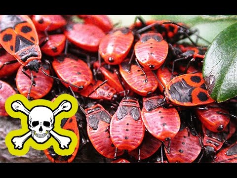 8 ОПАСНЫХ НАСЕКОМЫХ У ВАС ДОМА! Они живут с нами!