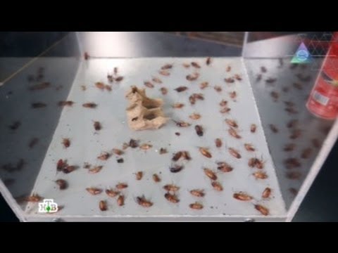 Кухонные испытания выявили идеального убийцу тараканов