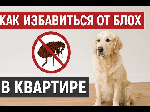 Как избавиться от блох в доме или квартире быстро, эффективно и безопасно