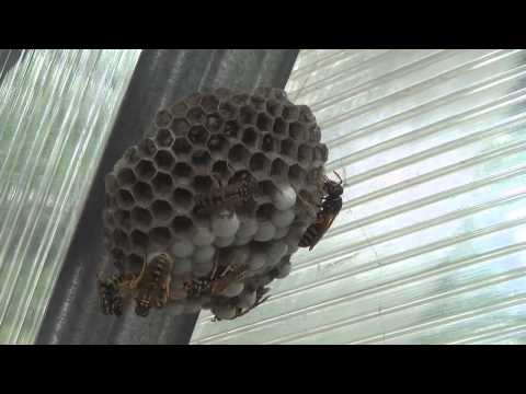Как уничтожить осиное гнездо. How to destroy the hornets&#039; nest.