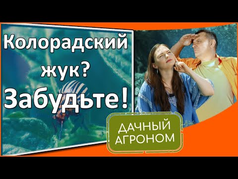 Как избавиться от колорадского жука на 100%