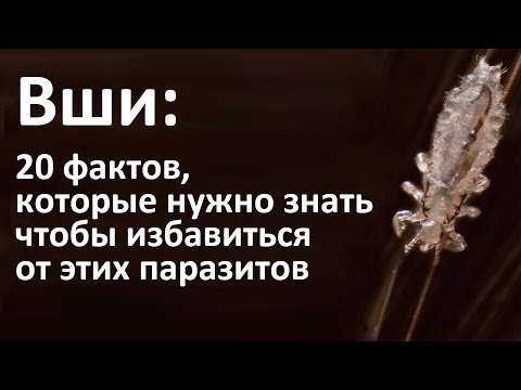 Что нужно знать о вшах, чтобы избавиться от них в домашних условиях