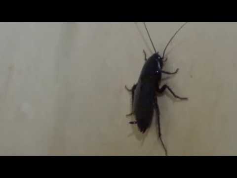 Огромные тараканы в моей квартире. Как вывести их?