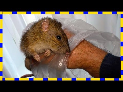 Смертельная ЛОВУШКА ДЛЯ КРЫС Best Mouse Trap Ever, How To Make Bucket Rat Trap
