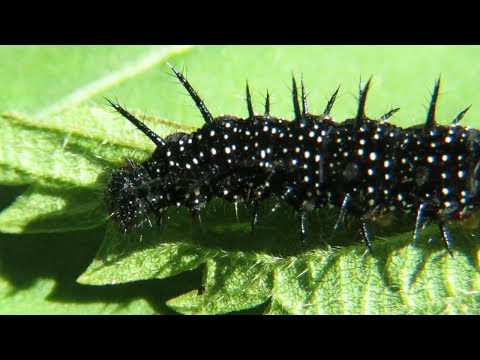 Черная гусеница бабочки Павлиний глаз, Larva of European peacock