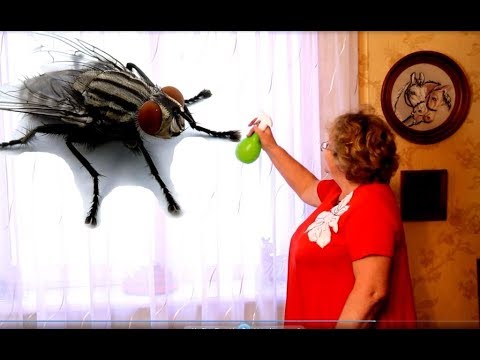 Как избавиться от мух в доме навсегда